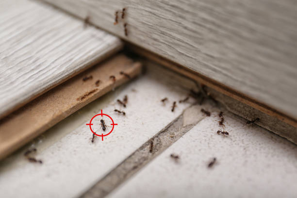 Best Insect Control  in Lake Carmel, NY