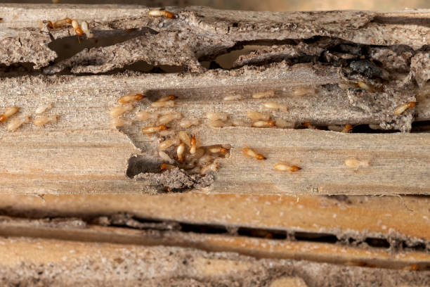 Best Pest Removal Services  in Lake Carmel, NY