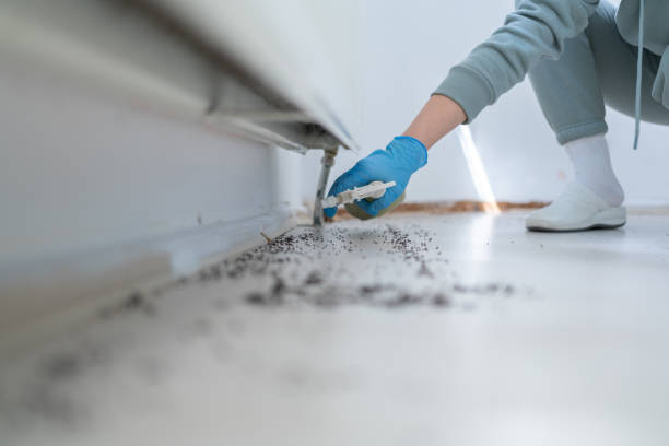 Best Termite Control Services  in Lake Carmel, NY